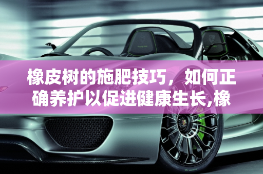 橡皮树的施肥技巧，如何正确养护以促进健康生长,橡皮树怎么施肥