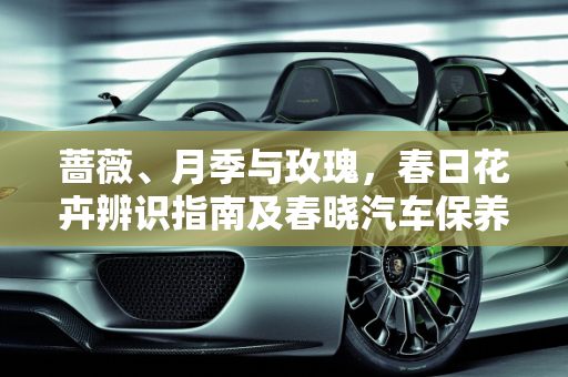 蔷薇、月季与玫瑰，春日花卉辨识指南及春晓汽车保养秘籍,总结蔷薇，月季和玫瑰的区别，春晓汽车保养